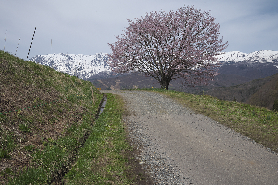 _Z6D0898.jpg