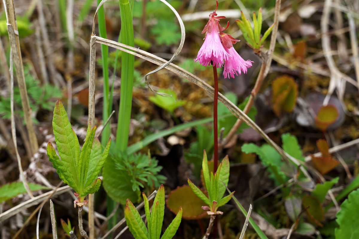 Z55_1376.jpg