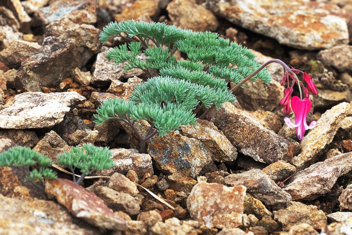 Z55_1426.jpg