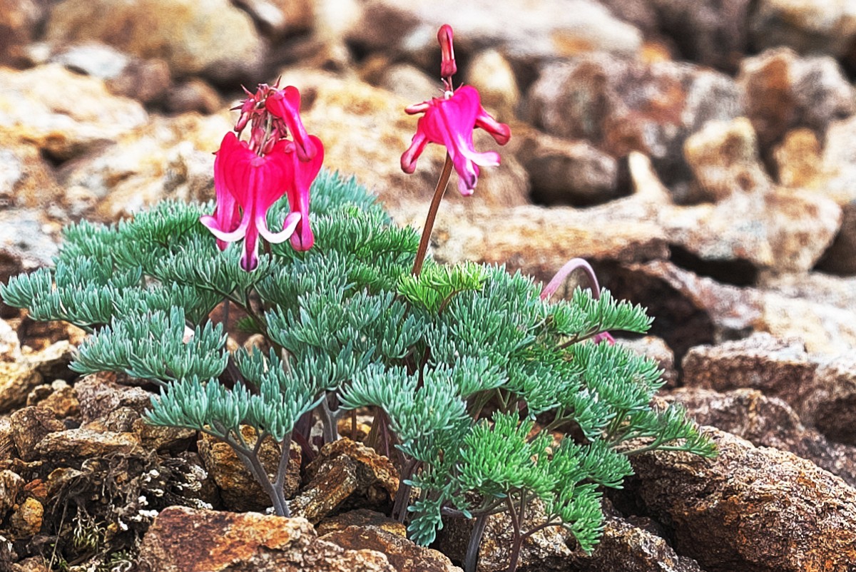 Z55_1432.jpg