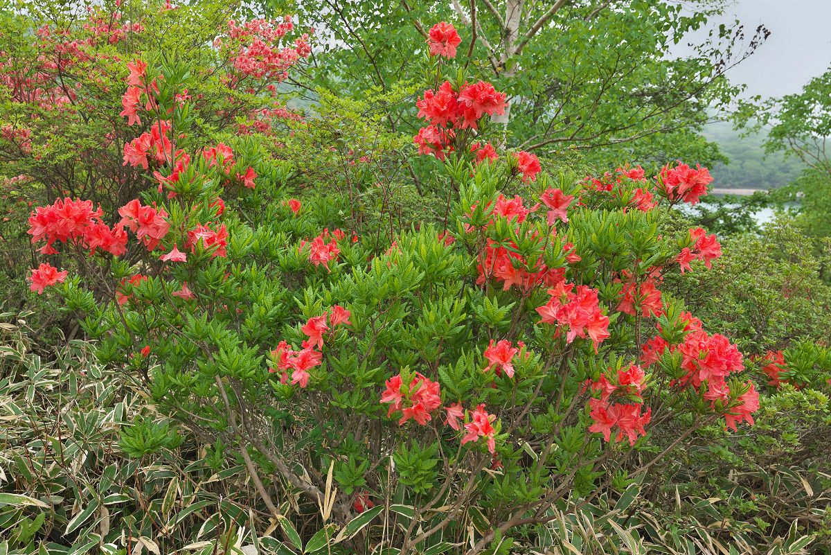 Z55_1159.jpg