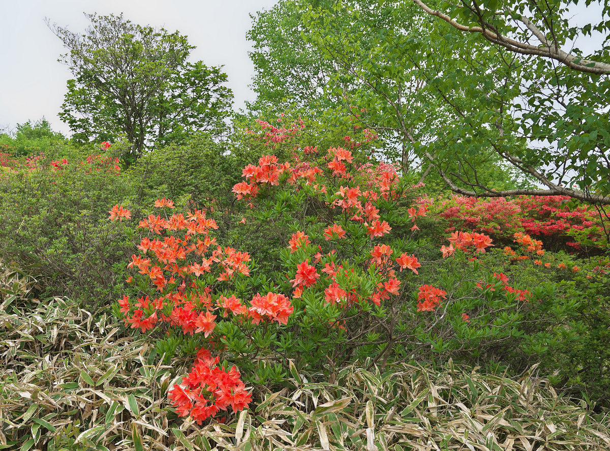Z55_1162.jpg