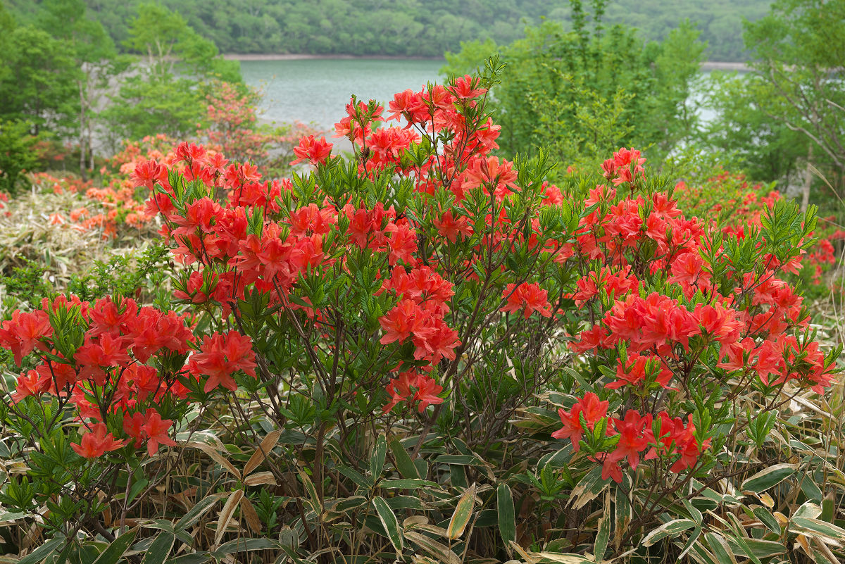 Z55_1173.jpg