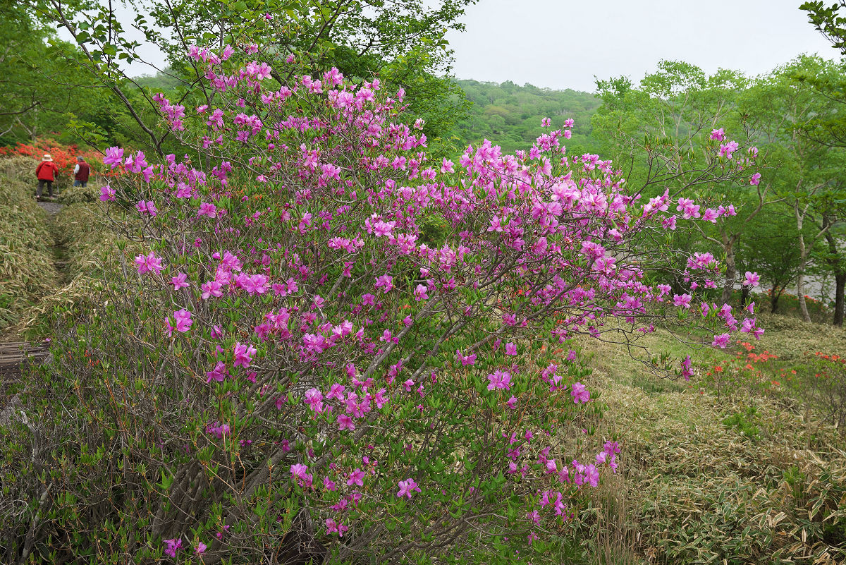 Z55_1177.jpg
