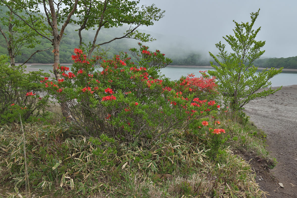 Z55_1189.jpg